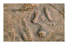 Ruta de los petroglifos de Santa Marina - Petroglifos - vista 2